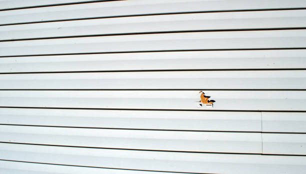Best Siding Painting and Refinishing  in Carrollton, AL